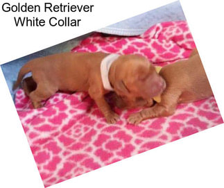 Golden Retriever White Collar