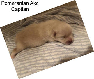 Pomeranian Akc Captian