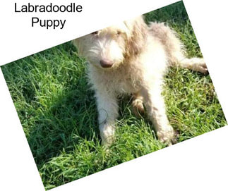 Labradoodle Puppy