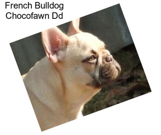 French Bulldog Chocofawn Dd