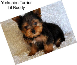 Yorkshire Terrier Lil Buddy