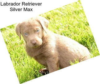 Labrador Retriever Silver Max