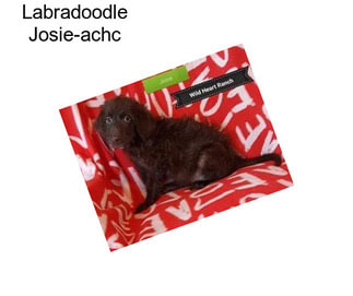 Labradoodle Josie-achc