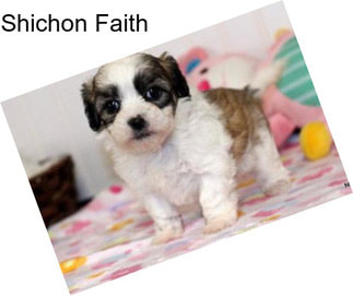 Shichon Faith