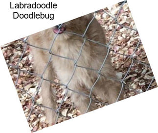 Labradoodle Doodlebug