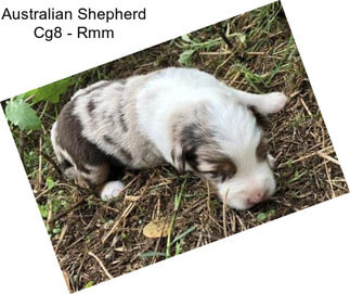 Australian Shepherd Cg8 - Rmm