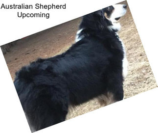 Australian Shepherd Upcoming