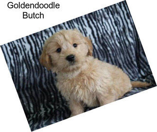 Goldendoodle Butch