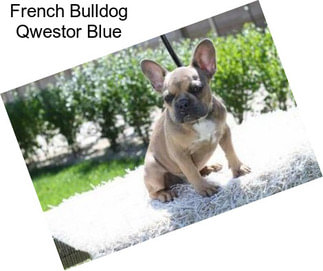 French Bulldog Qwestor Blue