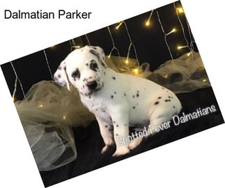 Dalmatian Parker