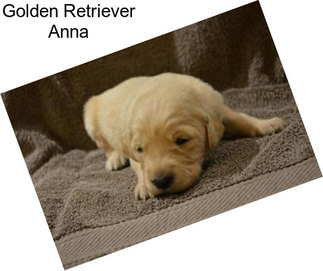 Golden Retriever Anna