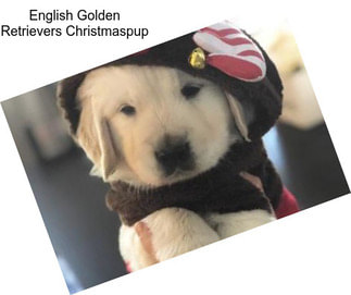 English Golden Retrievers Christmaspup