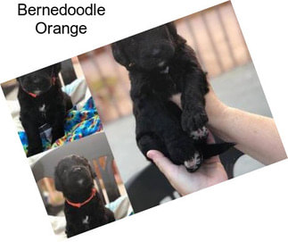 Bernedoodle Orange