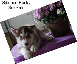 Siberian Husky Snickers