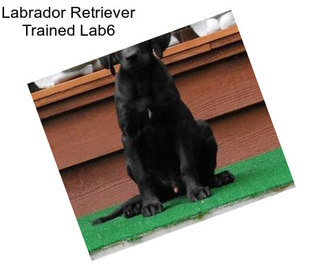 Labrador Retriever Trained Lab6