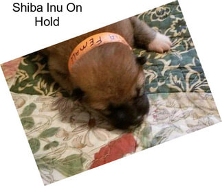 Shiba Inu On Hold