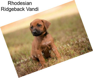 Rhodesian Ridgeback Vandi