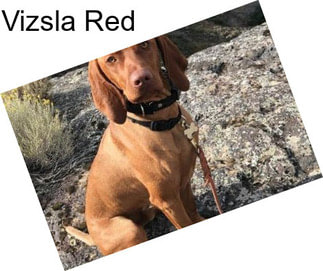 Vizsla Red