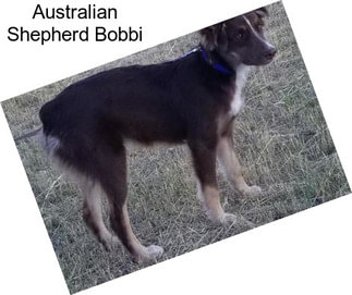 Australian Shepherd Bobbi