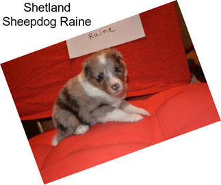 Shetland Sheepdog Raine