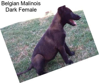 Belgian Malinois Dark Female