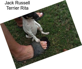Jack Russell Terrier Rita