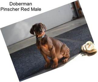 Doberman Pinscher Red Male