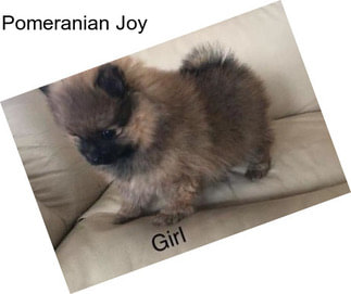 Pomeranian Joy