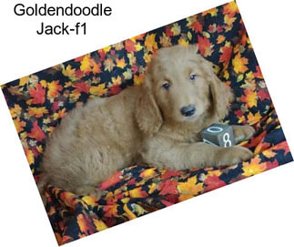 Goldendoodle Jack-f1