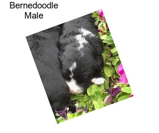 Bernedoodle Male