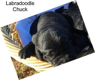 Labradoodle Chuck