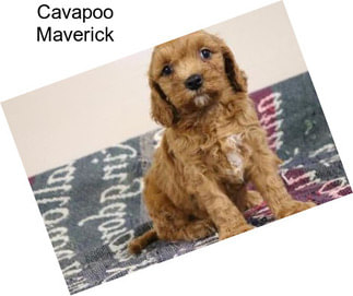 Cavapoo Maverick