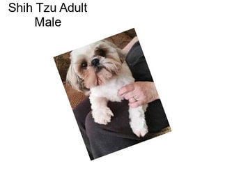 Shih Tzu Adult Male