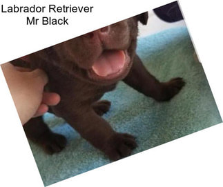 Labrador Retriever Mr Black