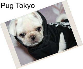 Pug Tokyo