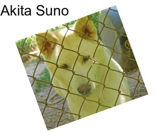 Akita Suno