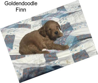 Goldendoodle Finn