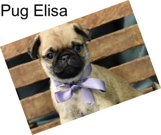 Pug Elisa