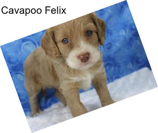 Cavapoo Felix