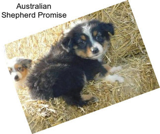 Australian Shepherd Promise