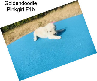 Goldendoodle Pinkgirl F1b