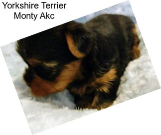 Yorkshire Terrier Monty Akc