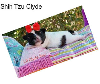 Shih Tzu Clyde