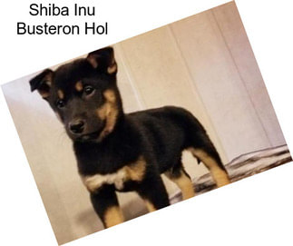 Shiba Inu Busteron Hol