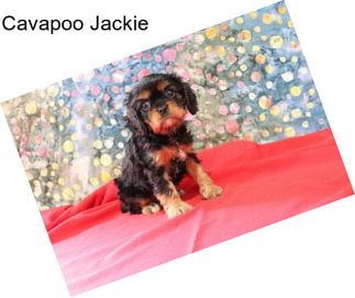 Cavapoo Jackie