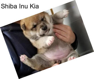 Shiba Inu Kia