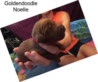 Goldendoodle Noelle