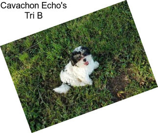 Cavachon Echo\'s Tri B