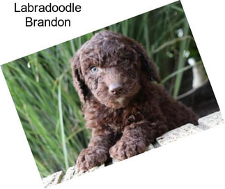 Labradoodle Brandon