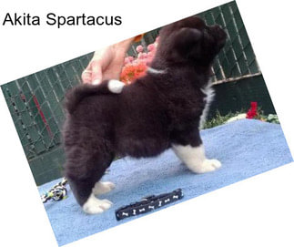 Akita Spartacus